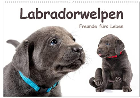 Labradorwelpen - Freunde fürs Leben (Wandkalender 2026 DIN A2 quer), CALVENDO Monatskalender: Lustige Hundebabys, die Hundeliebhabern das ganze Jahr über Freude bereiten (CALVENDO Tiere)
