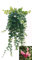POWERS TO FLOWERS - AESCHYNANTHUS THAY PINK, pianta vera