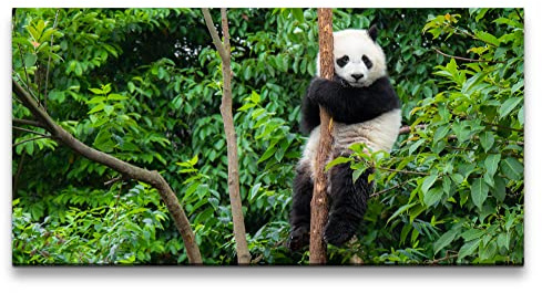 Paul Sinus Leinwandbild 120x60cm Kleiner Panda Pandabär Wald Grün Süß Flauschig