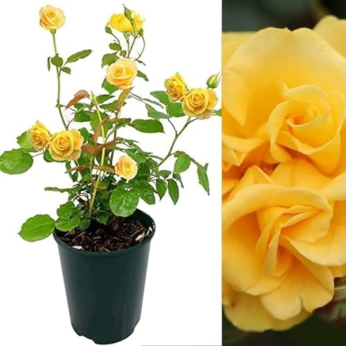 Rose Bush Precious Gold - Floribunda Yellow Rose Bush for The Garden in a 3 Litre Pot (1 Plant)