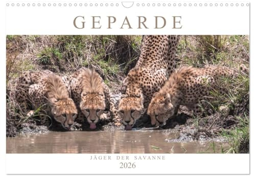 Geparde - Jäger der Savanne (Wandkalender 2026 DIN A3 quer), CALVENDO Monatskalender: Momentaufnahmen aus dem Leben des schnellsten Landtieres der Welt (CALVENDO Tiere)