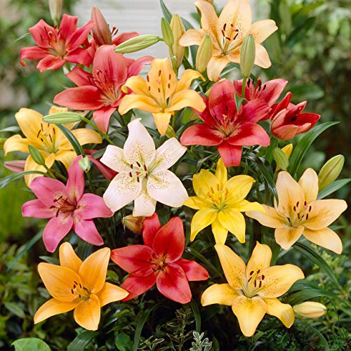 Pronto Seed Oriental Lily Bulbs for Summer Gardens – Set of 24 Dutch-Grown Plants, 80cm Height – Garden Bulbs for Spring Planting, Borders & Containers (24 Bulbs – Oriental Lily)