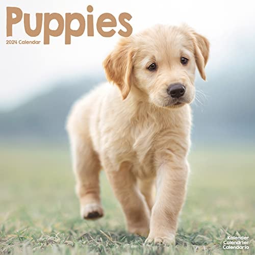 Puppies - Welpen 2024 16-Monatskalender: Original Avonside-Kalender [Mehrsprachig] [Kalender] (Wall-Kalender)