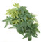 Reptiles Artificial Vine Plastic Fake Hanging Leaves Green Simulation Plant Reptile Terrarium Habitat Decor Aquarium Fish Tank Ornament with a Sucker(30cm)