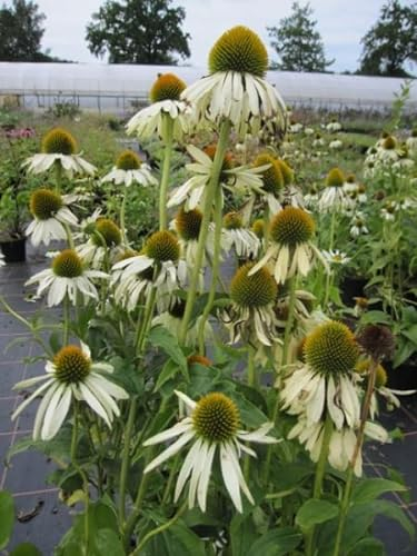 Echinacea purpurea White Swan - Scheinsonnenhut - Roter Sonnenhut