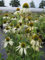 Echinacea purpurea White Swan - Scheinsonnenhut - Roter Sonnenhut
