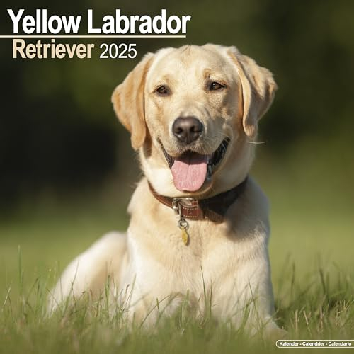 Yellow Labrador Retriever - Gelber Labrador 2025 - 16-Monatskalender: Original Avonside-Kalender [Mehrsprachig] [Kalender] (Wall-Kalender)