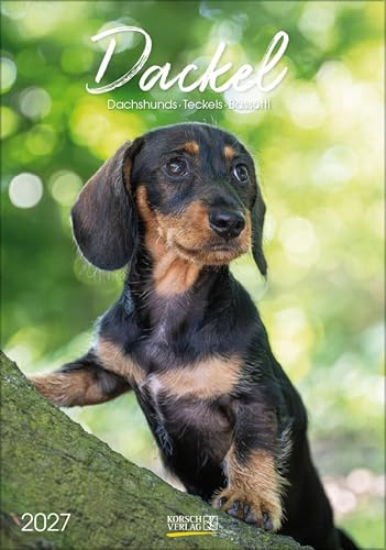 Dackel 2027: Wandkalender mit Fotos von Dackeln. Format 23,5 x 33,5 cm.