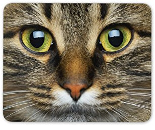 Cat Face Mouse Mat Pad - Kitten Mum Sister Animal Great Gift PC Computer #8386