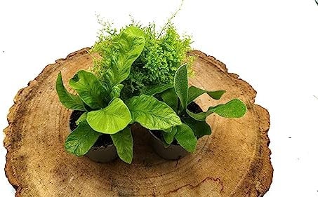 Fern Lovers Mix • 3 Random Ferns • Closed Terrarium Plants • 5.5-7cm Pots • Asparagus, Button, Nephrolepis, Asplenium, Platycerium...
