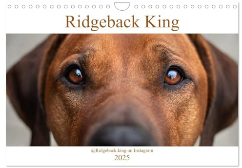 Ridgeback King (Wandkalender 2025 DIN A4 quer), CALVENDO Monatskalender: Rhodesian Ridgeback King Arthur (CALVENDO Tiere)