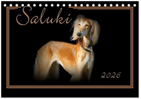 Saluki 2026 (Tischkalender 2026 DIN A5 quer), CALVENDO Monatskalender: Saluki - Der persische Windhund. Liebevoll ausgesuchte Portraits. (CALVENDO Tiere)