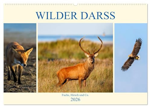 Wilder Darß - Fuchs, Hirsch und Co. 2026 (Wandkalender 2026 DIN A2 quer), CALVENDO Monatskalender: Faszinierende Bilder der wilden Tiere vom Darß (CALVENDO Tiere)