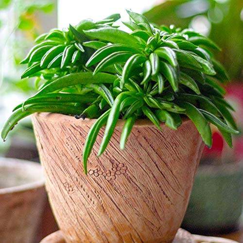 Peperomia Happy Bean Innenraum Pflanze | Premium Pflanze | 15-25cm getopft