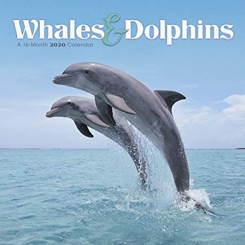 Whales & Dolphins 2020 Calendar