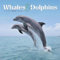 Whales & Dolphins 2020 Calendar