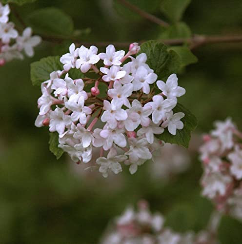 koreanischer Duft-Schneeball Juddii 40-60cm - Viburnum juddii