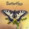 Butterflies - Schmetterlinge 2023 - 16-Monatskalender: Original Avonside-Kalender [Mehrsprachig] [Kalender] (Wall-Kalender)