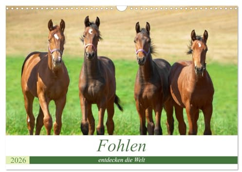 Fohlen entdecken die Welt (Wandkalender 2026 DIN A3 quer), CALVENDO Monatskalender: Fohlen entdecken neugierig die Welt (CALVENDO Tiere)