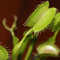 Venus Flytrap Dionaea Rare Green Species Mix Dionaea Carnivorous House Plant Seeds - 5 Seeds