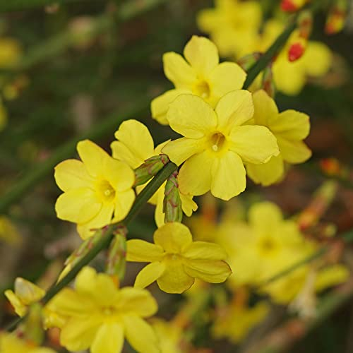 Jasminum Nudiflorum, la Jazmín de Invierno, es una trepadora floral de jardín caducifolia | Maceta de 9cm.