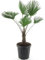 Wagnerpalme Frosty - Hanfpalme - Trachycarpus wagnerianus Frosty - Gesamthöhe110-130 cm - Topf Ø 32 cm