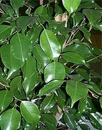seedsown 10 graines de ficus benjamina figuier pleureur Arbre Graines Fructification Fig Bonsai