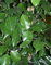 seedsown 10 Samen der Ficus benjamina Weeping Feigenbaumsamen Fruiting ABB Bonsai