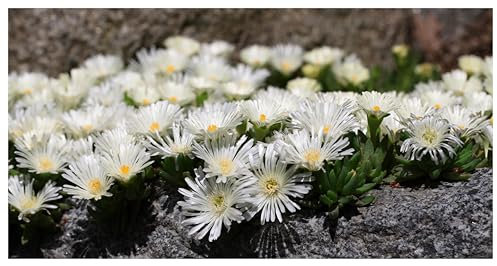 1 x Delosperma cultorum 'Jewel of Desert Moonstone' (Immergrün/Stauden/Staude/Mehrjährig/Bodendecker/Winterhart) Mittagsblume/Eisblume Weiß - Funkelnd wie Mondlicht auf Sand - von Stauden Gänge