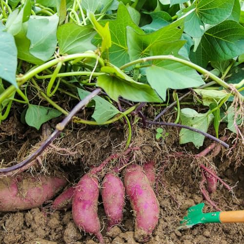 30 pcs süßkartoffel violett samen, kräutergarten küche zimmerpflanze süsskartoffeln, balkon gemüse geschenke für gartenliebhaber alte gemüsesorten samen pflanzensamen gemüsesamen alte