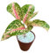 Pianta Aglaonema 'Red Siam' in IDROCOLTURA con Perlite - Vaso da 16 cm con Riserva d'Acqua, Bagnatura ogni 20/30 giorni, Pianta Rara