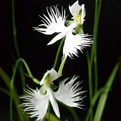 AchidistviQ 100 Stück Weiß Habenaria Dentata Blumensamen Seltene Orchideen Blume Mehrjährige Winterharte Pflanzensamen Für Garten Balkon Hof Habenaria dentata Samen