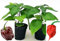 POWERS TO FLOWERS - PEPERONCINO habanero chocolate e carolina reaper BIO, 2 PIANTE, Vaso 10cm, piante vere