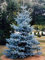 Ponak Neue 50pcs Araucaria Laubbaumsamen blau