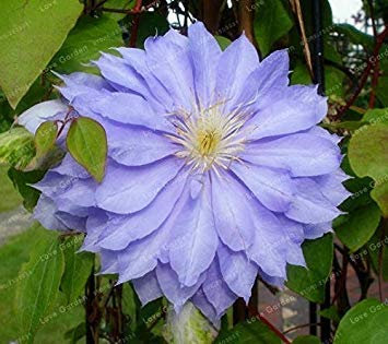 Potseed 100 PCS Clematis Mehrfarbige Reale Seltene Clematis pianta pianta Naturale Crescita Giardino: 17