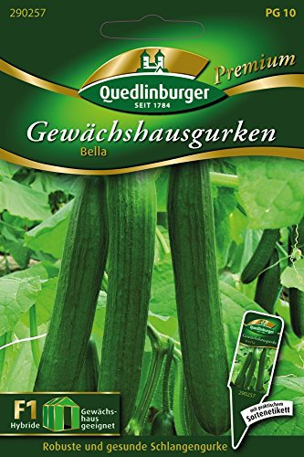 Quedlinburger 290257 Gewächshausgurke Bella (Gurkensamen)