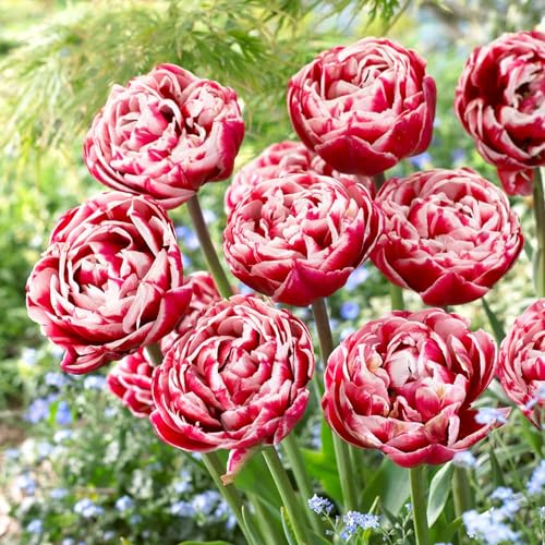 Tulpenzwiebeln Double Red-White Passion (20 Zwiebeln) exklusive Tulpen aus Holland, winterhart und mehrjährig für Garten, Töpfe, Balkon aus Amsterdam (große Knollen, kein Samen, nicht künstlich)
