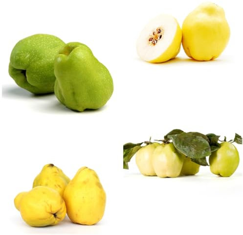 semillas resistentes del árbol de membrillo, de jardinería plantas frutales, árbol frutal regalos para jardineros jardín plantas fruta fresca balcón árboles frutales columnares 200pcs