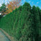 Thuja Smaragd Occidentalis - Lebensbaum winterhart & pflegeleicht - Thujen-Hecke als Sichtschutz - Heckenpflanze 80-100 cm - 1 Pflanze im Container von Garten Schlüter - Pflanzen in Top Qualität