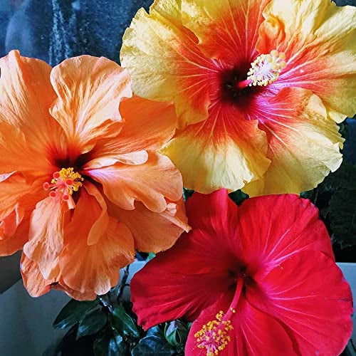Riesen Hibiskus Blumensamen Gastgeschenk Winterharte Pflanzen FüR Garten Blumenwiese Samen Wildblumensamen MehrjäHrig Winterhart Blumen Geschenk Blumenwiese Samen Hochzeit 200 Seeds Mix
