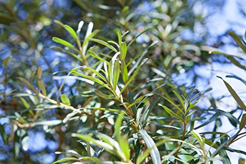 Hippophae rhamnoides 'Pollmix' 40-60 cm - Sanddorn, unscheinbare Blüten, Bestäuberpflanze, ideal für Hecken, windresistent, pflegeleicht und winterhart