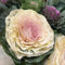 200 pcs Grünkohl Samen Bio gemüse samen, pflanzen Grünkohl Pflanzen, Brassica oleracea gartengeschenke, hochbeet samen bio gemüsesamen geschenk garten gemüsepflanzen exotische pflanzen