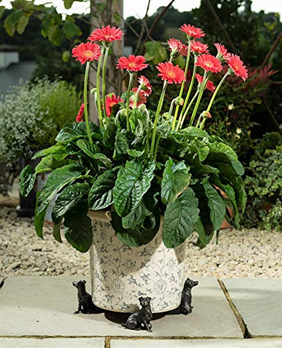 Potty Feet Jack Russell Terrier Figures Plant Pot Feet - Planter Support - Handmade Decorative Ornaments - 3pcs