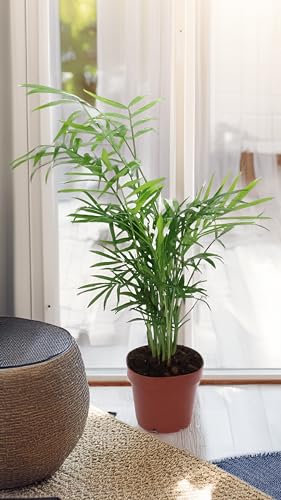 GASMIS - Chamaedorea Elegans - Bergpalme - Zimmerpflanzen - Pflegeleicht - Haustierfreundlich - Topf 12 cm