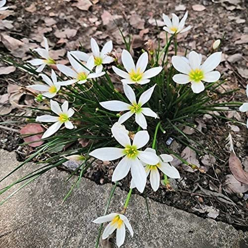 FStening 8 Pezzi Bianco Perenne Perfetto Zephyranthes Bulbi Forte Adattabilità Giglio Della Pioggia Non C'è Bisogno Di Preoccuparsi Troppo Crescendo Naturalmente All'aperto