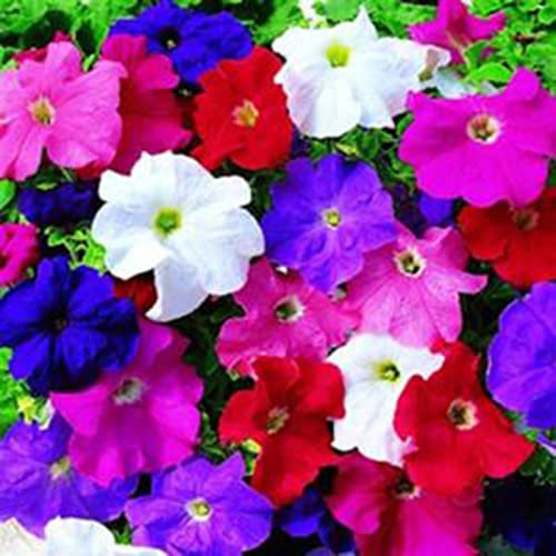 Haloppe 200 Unids Petunia Flores Plantas Semillas para Plantación de Jardín en Casa, Petunia Semillas Color Mezclado Petunia Semillas para Maceta Semillas