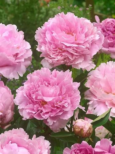 Pfingsrosen Blumenzwiebeln Winterhart, Mehrjährige Wurzelstöcke, wächst zur robusten mehrjährigen Päonien Stauden Pflanzen für Garten, Balkon, Beete & Töpfe. Rosa (1, Pfingstrosen Sarah Bernhardt)