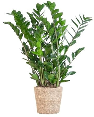 Zamioculcas Zamiifolia - Glücksfeder - Zimmerpflanze 80cm - Ø21cm + Korb Sofia Natur