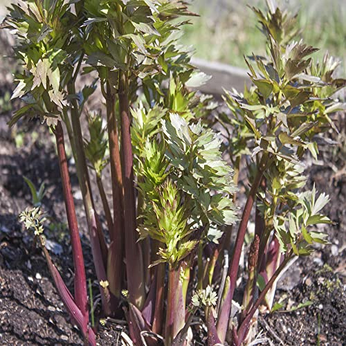 liebstöckel samen mehrjährig, wintergemüse samen seltene pflanzen kräuterbeet balkon garten heilkräuter küchenkräuter samen 150 stück