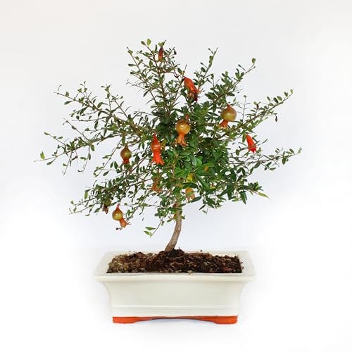 KENTIS - Bonsai Melograno - Bonsai Punica Granatum - Piante Vere da Esterno - Vaso in Ceramica - Vaso Ø 19 H 25-35 cm